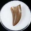 Well Serrated Tyrannosaur Tooth - Montana #17612-1
